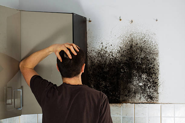 Best Kitchen Mold Remediation in Tripoli, IA